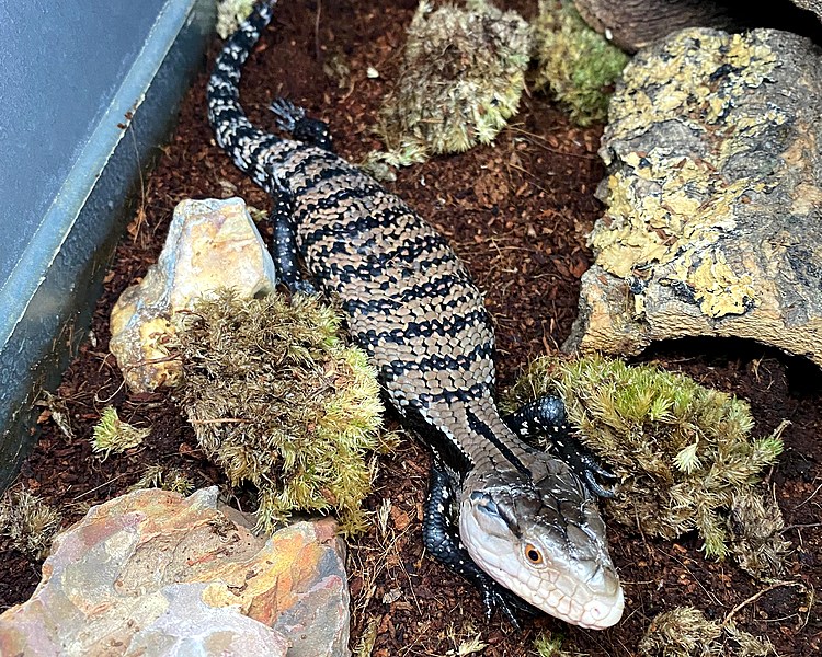 Indonesian Blue Tongue Skink - Juvenile